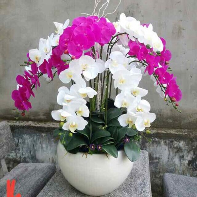 Đặt chậu lan hồ điệp ở những vị trí râm mát, chỉ cho cây ra ngoài trời vào lúc sáng sớm hoặc chiều tối Đặt chậu lan hồ điệp ở những vị trí râm mát, chỉ cho cây ra ngoài trời vào lúc sáng sớm hoặc chiều tối