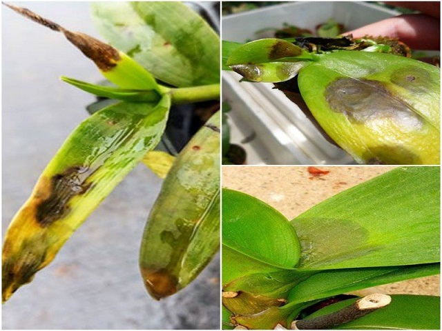 Dấu hiệu lan hồ điệp bị thối lá, nhũn lá Dấu hiệu lan hồ điệp bị thối lá, nhũn lá