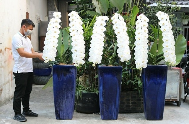 Để có được chậu lan nữ hoàng hồ điệp đủ chiều dài cành và số bông đến tay người yêu hoa nhà vườn phải mất ít nhất 5 năm Để có được chậu lan nữ hoàng hồ điệp đủ chiều dài cành và số bông đến tay người yêu hoa nhà vườn phải mất ít nhất 5 năm