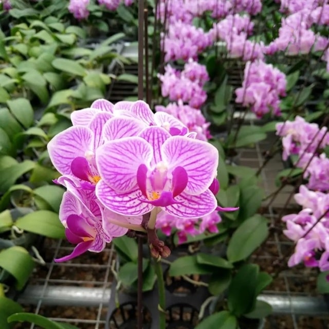 Ghi nhớ những chia sẻ của Vườn Lan Đà Lạt trên chắc chắn bạn sẽ mua được hồ điệp mini chất lượng Ghi nhớ những chia sẻ của Vườn Lan Đà Lạt trên chắc chắn bạn sẽ mua được hồ điệp mini chất lượng