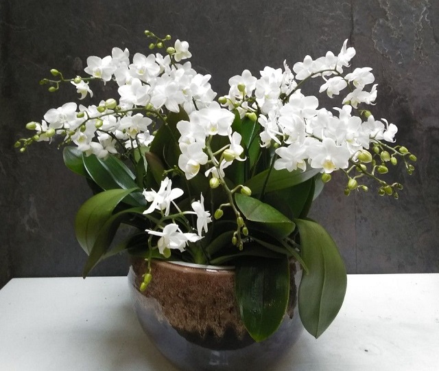 Giá bán chậu hoa lan hồ điệp mini phụ thuộc vào số lượng cành khác nhau trong chậu Giá bán chậu hoa lan hồ điệp mini phụ thuộc vào số lượng cành khác nhau trong chậu