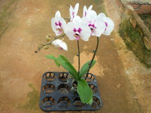 Giá bán hồ điệp nhập khẩu khá đa dạng tùy theo từng loại khác nhau