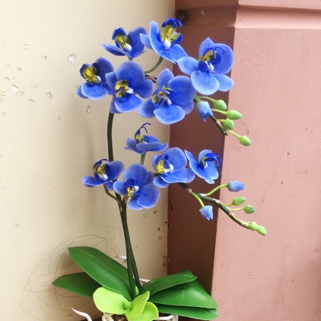 Giá bán hồ điệp xanh liệu có đắt đỏ? Giá bán hồ điệp xanh liệu có đắt đỏ?