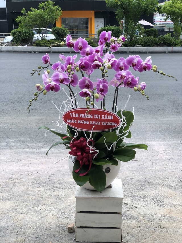 Giá chậu hoa lan mừng khai trương phụ thuộc vào số lượng cành trong chậu