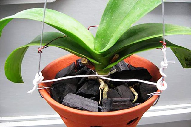 Giá thể than củi sẽ là sự lựa chọn tốt nhất dành cho hoa lan hồ điệp đại Giá thể than củi sẽ là sự lựa chọn tốt nhất dành cho hoa lan hồ điệp đại