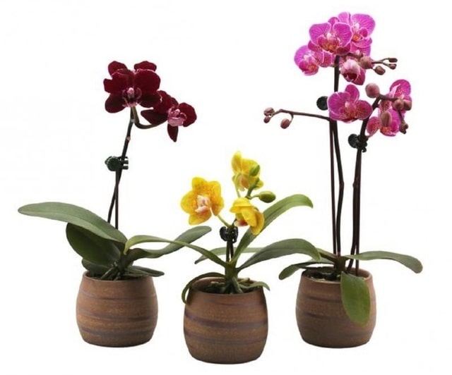 Giống lan hồ điệp mini thân nhỏ, hoa nhỏ, ngồng nhỏ, cánh hoa có nhiều vân họa tiết Giống lan hồ điệp mini thân nhỏ, hoa nhỏ, ngồng nhỏ, cánh hoa có nhiều vân họa tiết