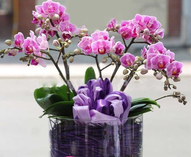Giống lan tiểu hồ điệp (hồ điệp mini) khá được yêu thích tại Việt Nam