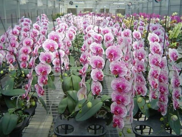 Hiện nay người yêu lan Việt Nam đã có nhiều cơ hội hơn để sở hữu 1 chậu hồ điệp nữ hoàng mà họ hằng mong ước Hiện nay người yêu lan Việt Nam đã có nhiều cơ hội hơn để sở hữu 1 chậu hồ điệp nữ hoàng mà họ hằng mong ước