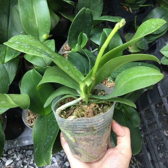 Hồ điệp đại tối thiểu phải được trồng vào các cốc 3.5 đến 4.0 Hồ điệp đại tối thiểu phải được trồng vào các cốc 3.5 đến 4.0