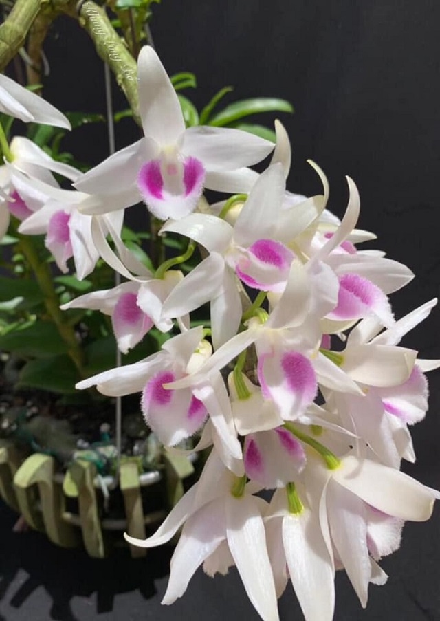 Hồ điệp đột biến là loài lan quý hiếm được rất nhiều người săn đón Hồ điệp đột biến là loài lan quý hiếm được rất nhiều người săn đón