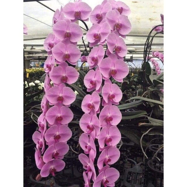 Hồ điệp khủng long (lan hồ điệp cực đại) thường được trồng để bán cành cho tiệm cắm hoa hoặc xuất khẩu
