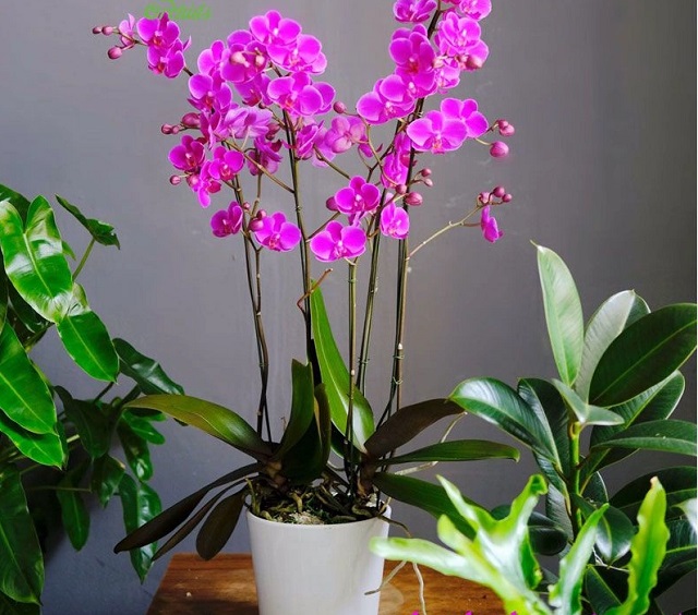 Hồ điệp mãn thiên hồng được lai giữa giống lan rừng với lan hồ điệp lớn màu tím