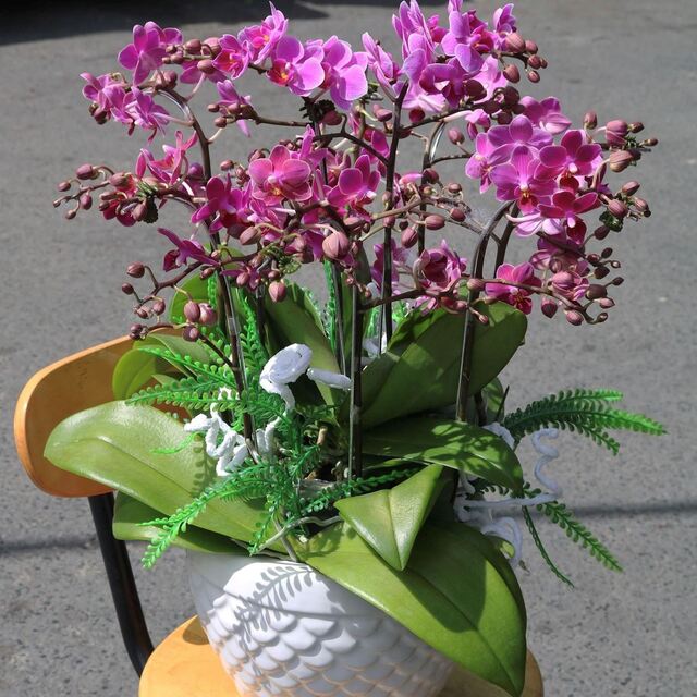 Hồ điệp mini nhỏ nhắn, đáng yêu giúp xả stress, mang lại năng lượng tích cực và thanh lọc không khí rất tốt Hồ điệp mini nhỏ nhắn, đáng yêu giúp xả stress, mang lại năng lượng tích cực và thanh lọc không khí rất tốt