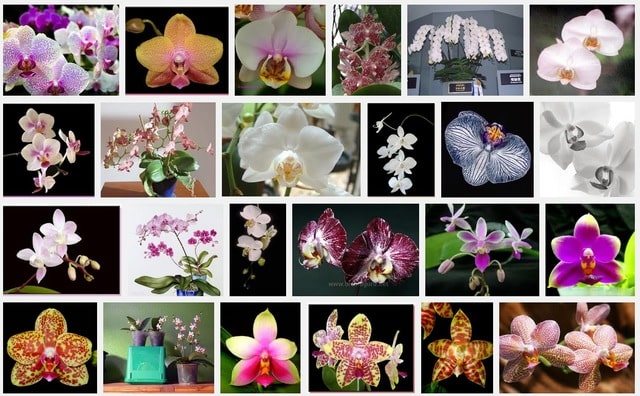 Hồ điệp nữ hoàng thuộc chi lan hồ điệp - chi lớn nhất họ phong lan với hơn 60 loài khác nhau Hồ điệp nữ hoàng thuộc chi lan hồ điệp - chi lớn nhất họ phong lan với hơn 60 loài khác nhau