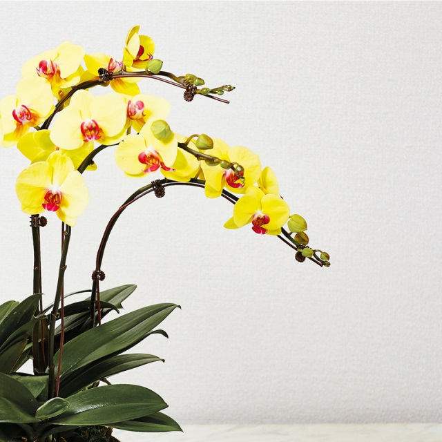 Hồ điệp vàng tượng trưng cho tiền tài phú quý, giàu sang Hồ điệp vàng tượng trưng cho tiền tài phú quý, giàu sang