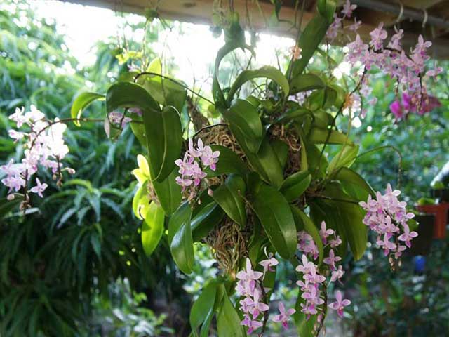 Hoa hồ điệp rừng mọc tự nhiên trong rừng ở một số tỉnh của Việt Nam Hoa hồ điệp rừng mọc tự nhiên trong rừng ở một số tỉnh của Việt Nam