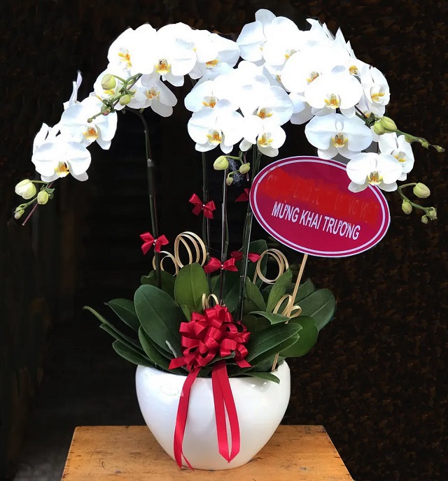 Hoa lan hồ điệp mang vẻ đẹp sang trọng và tượng trưng cho sự phú quý, tài lộc, may mắn