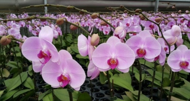 Hoa lan hồ điệp màu hồng rất thích hợp để làm quà tặng cho phái đẹp