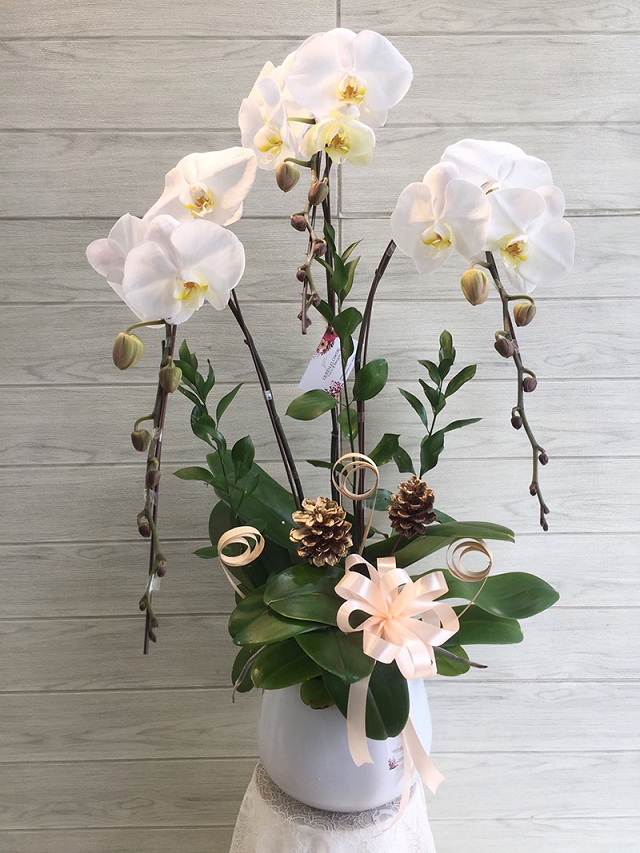 Hoa lan hồ điệp màu trắng mang ý nghĩa về sự khởi đầu tốt đẹp