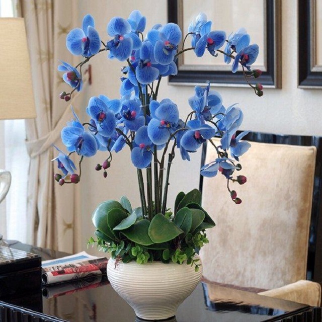 Hoa lan hồ điệp màu xanh mang ý nghĩa tâm linh sâu sắc