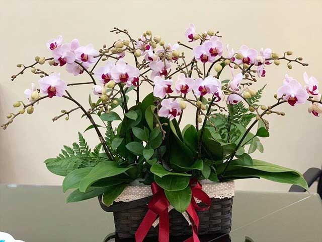 Hoa lan hồ điệp mini ngồng hoa ngắn nhưng phân nhánh rõ ràng, hoa mọc thành chùm đẹp mắt Hoa lan hồ điệp mini ngồng hoa ngắn nhưng phân nhánh rõ ràng, hoa mọc thành chùm đẹp mắt