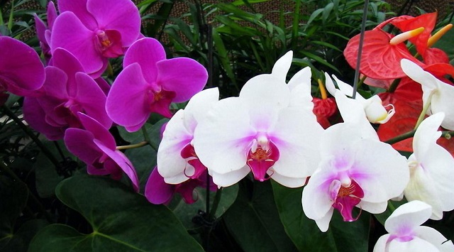 Hoa lan hồ điệp nhập khẩu từ Đài Loan là loại hoa được nhiều người ưa chuộng nhất