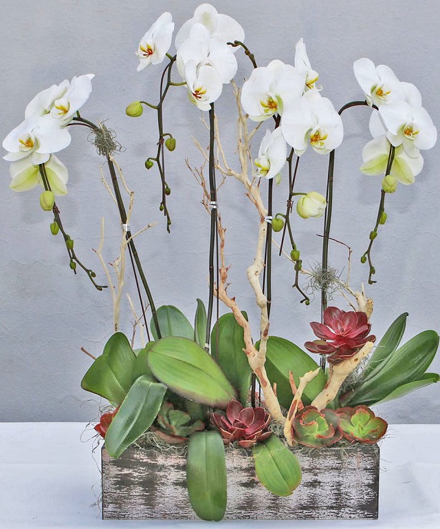 Hoa lan hồ điệp trắng đại diện cho tình yêu trong sáng và những khởi đầu tốt đẹp Hoa lan hồ điệp trắng đại diện cho tình yêu trong sáng và những khởi đầu tốt đẹp