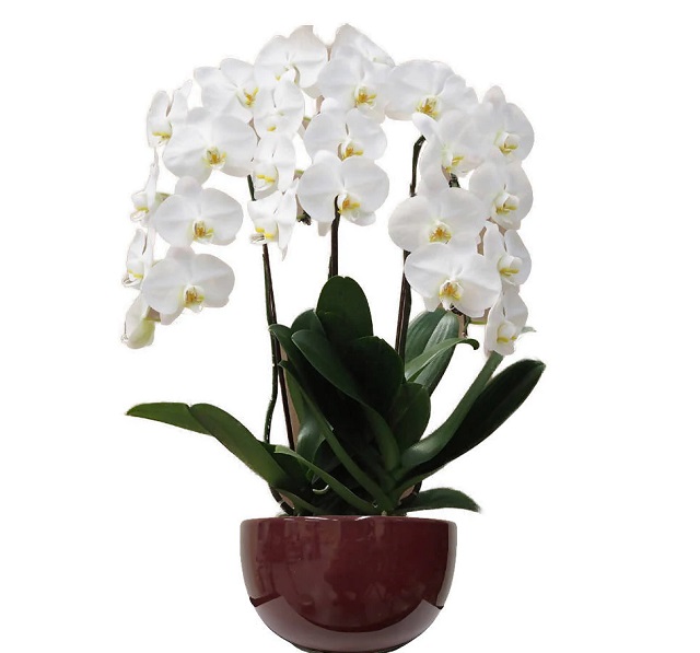 Hoa lan hồ điệp tượng trưng cho vẻ đẹp hoàn hảo Hoa lan hồ điệp tượng trưng cho vẻ đẹp hoàn hảo