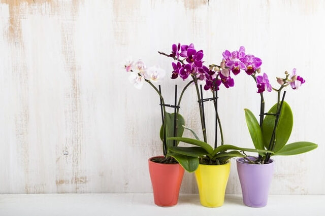 Khi hồ điệp đã nở hoa việc bón phân không nên được thực hiện trong giai đoạn này vì sẽ khiến hoa nhanh tàn hơn