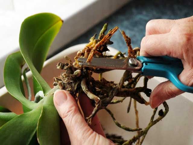 Khi mới mua chậu lan, bạn nên cắt hết phần rễ đã bị hỏng sau đó thay cây sang chậu trồng mới