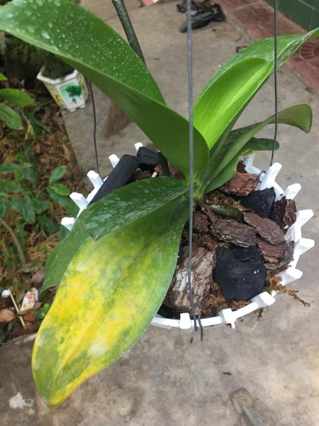 Khi môi trường nuôi trồng có sự thay đổi đột ngột, hồ điệp sẽ phản ứng bằng việc bị vàng lá, rụng lá hoặc nở hoa