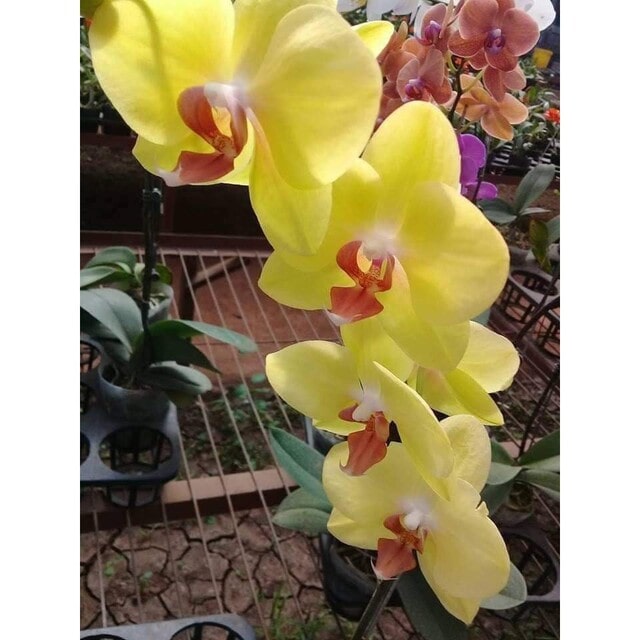 Khi tưới nước bạn tránh tưới trực tiếp vào hoa đang nở và nụ hoa thì hoa sẽ nở rất lâu Khi tưới nước bạn tránh tưới trực tiếp vào hoa đang nở và nụ hoa thì hoa sẽ nở rất lâu