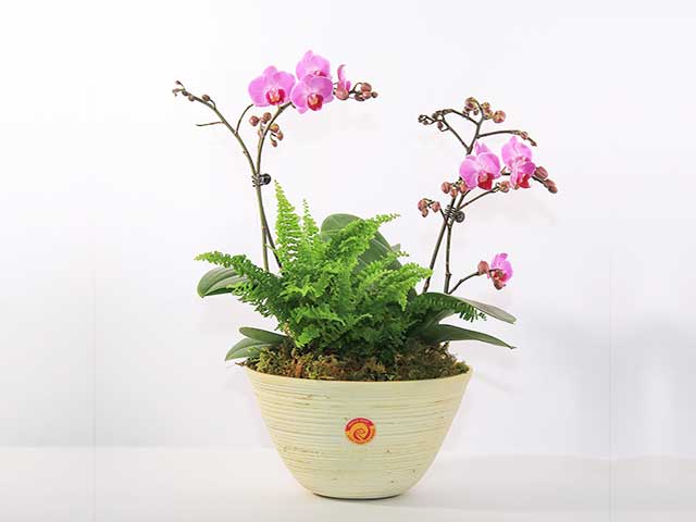 Kích thước hoa của hoa hồ điệp mini nhỏ nhưng cánh bông cứng cáp, khá dày Kích thước hoa của hoa hồ điệp mini nhỏ nhưng cánh bông cứng cáp, khá dày