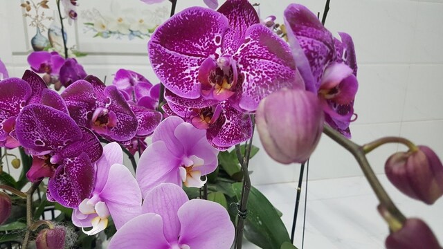 Kích thước hoa của lan hồ điệp đại ít nhất phải đạt từ 10cm trở lên Kích thước hoa của lan hồ điệp đại ít nhất phải đạt từ 10cm trở lên