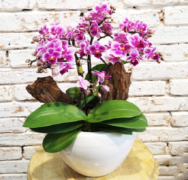 Lá của hồ điệp mini có hình bầu dục, đầu lá tròn chứ không có đầu nhọn Lá của hồ điệp mini có hình bầu dục, đầu lá tròn chứ không có đầu nhọn