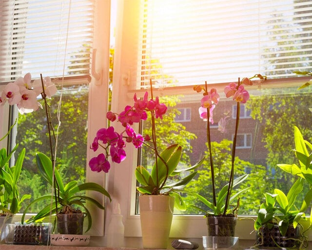 Lá lan hồ điệp bị vàng nguyên nhân là do bị trồng ở những vị trí có nền nhiệt cao