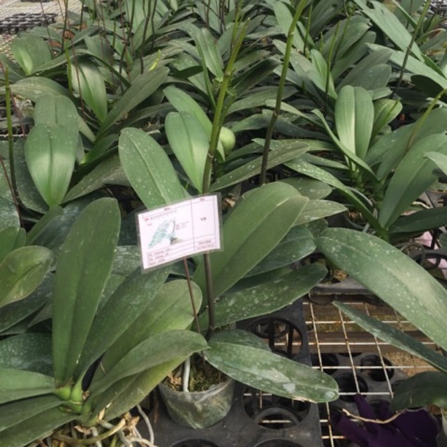 Lan đại hồ điệp có lá hình elip hoặc bầu dục nhưng đầu lá thường nhọn chứ không như tiểu hồ điệp Lan đại hồ điệp có lá hình elip hoặc bầu dục nhưng đầu lá thường nhọn chứ không như tiểu hồ điệp