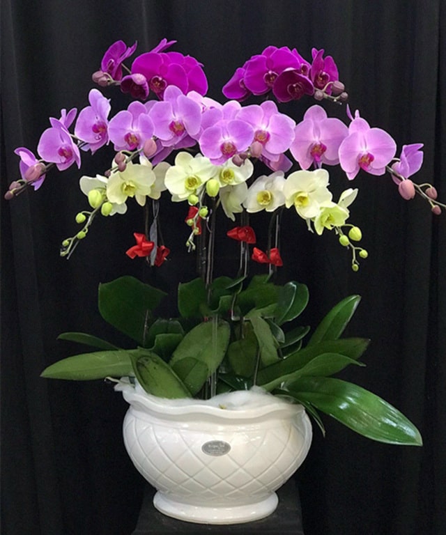 Lan đại hồ điệp có màu sắc hoa phong phú, rất sặc sỡ, cuốn hút, nhưng chúng không có hương thơm Lan đại hồ điệp có màu sắc hoa phong phú, rất sặc sỡ, cuốn hút, nhưng chúng không có hương thơm