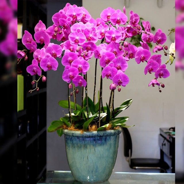 Lan đại hồ điệp và loạt những thông tin quan trọng bạn phải biết Lan đại hồ điệp và loạt những thông tin quan trọng bạn phải biết