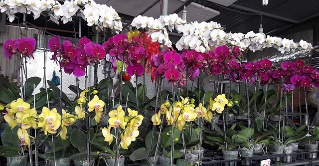 Lan hồ điệp Bảo An đáp ứng mọi nhu cầu của khách hàng về chất lượng mẫu mã Lan hồ điệp Bảo An đáp ứng mọi nhu cầu của khách hàng về chất lượng mẫu mã