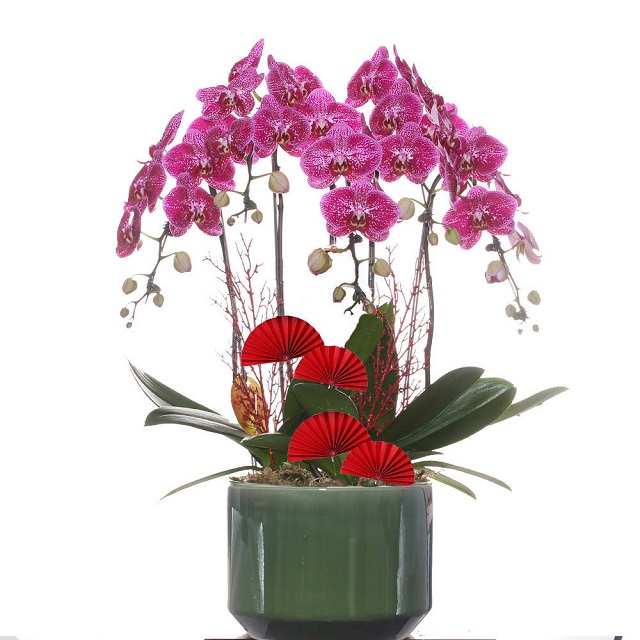 Lan hồ điệp Dalat Hasfarm có địa chỉ tại 330 Xô Viết Nghệ Tĩnh, Đà Nẵng. Lan hồ điệp Dalat Hasfarm có địa chỉ tại 330 Xô Viết Nghệ Tĩnh, Đà Nẵng.