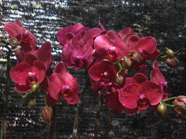 Lan hồ điệp Đài Loan luôn được người tiêu dùng đánh giá cao về chất lượng và mẫu mã