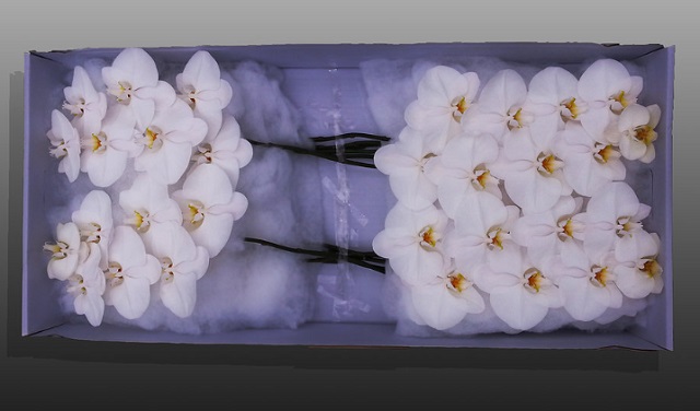 Lan hồ điệp Thái Lan cắt cành nhập khẩu có chất lượng khá tốt