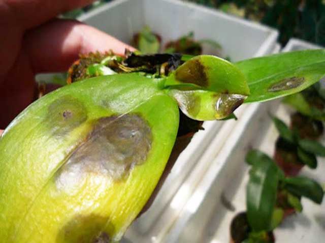 Lan hồ điệp bị thối nhũn có thể do tưới nước quá nhiều khiến vi khuẩn tấn công Lan hồ điệp bị thối nhũn có thể do tưới nước quá nhiều khiến vi khuẩn tấn công