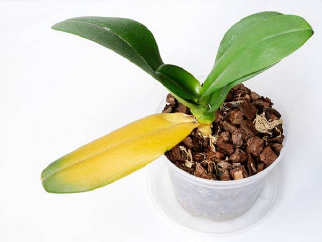 Lan hồ điệp bị thối rễ hoặc vàng lá có thể do bạn chưa xử lý kỹ giá thể mà đã tiến hành ghép cây