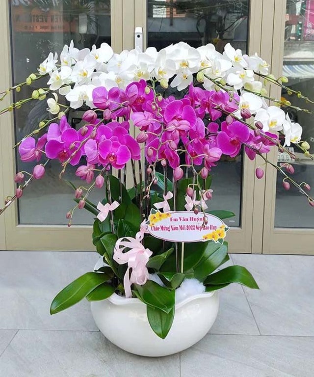 Lan hồ điệp đại luôn được dân chơi lan rất ưa chuộng