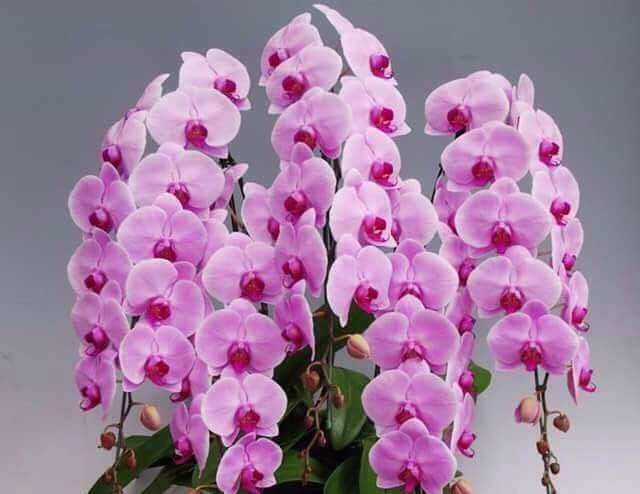 Lan hồ điệp đại trổ hoa to, cánh hoa dày, tròn đầy và có tới hơn 30 màu sắc đa dạng Lan hồ điệp đại trổ hoa to, cánh hoa dày, tròn đầy và có tới hơn 30 màu sắc đa dạng