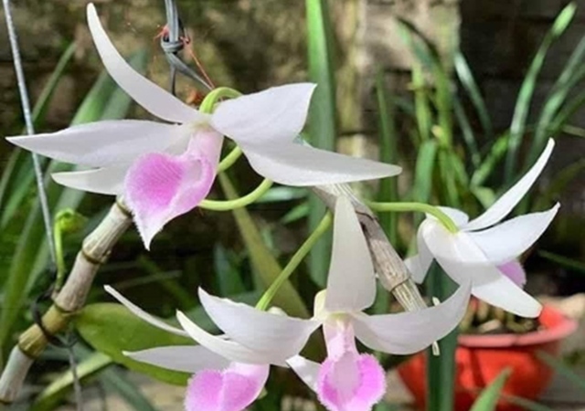 Lan hồ điệp đột biến có nhiều đặc điểm hình thái rất khác biệt so với cây mẹ Lan hồ điệp đột biến có nhiều đặc điểm hình thái rất khác biệt so với cây mẹ