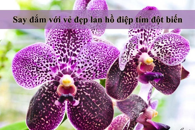 Lan hồ điệp đột biến được tạo nên do sự thay đổi về cấu trúc di truyền Lan hồ điệp đột biến được tạo nên do sự thay đổi về cấu trúc di truyền