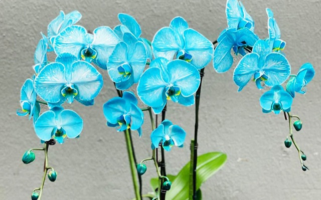 Lan hồ điệp màu xanh, có hay không? Lan hồ điệp màu xanh, có hay không?